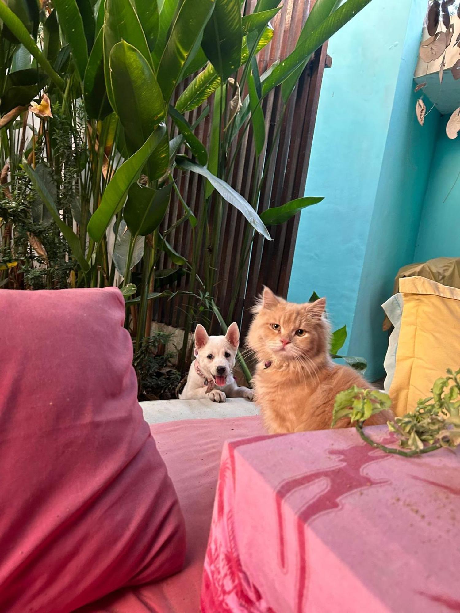 Shalana Homestay- Formerly Teka Teki House Seminyak Eksteriør bilde